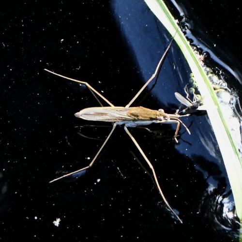 Réf. 224 500 : Gerris sp.
